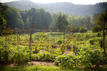 Vermont Farm