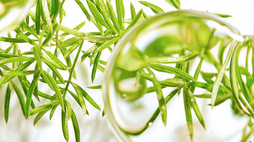 Ingredient - Sea Fern