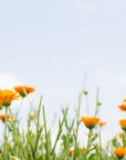 Calendula Botanical