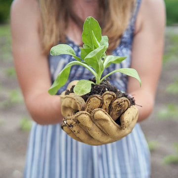 Growing Plants at Vermont Farm