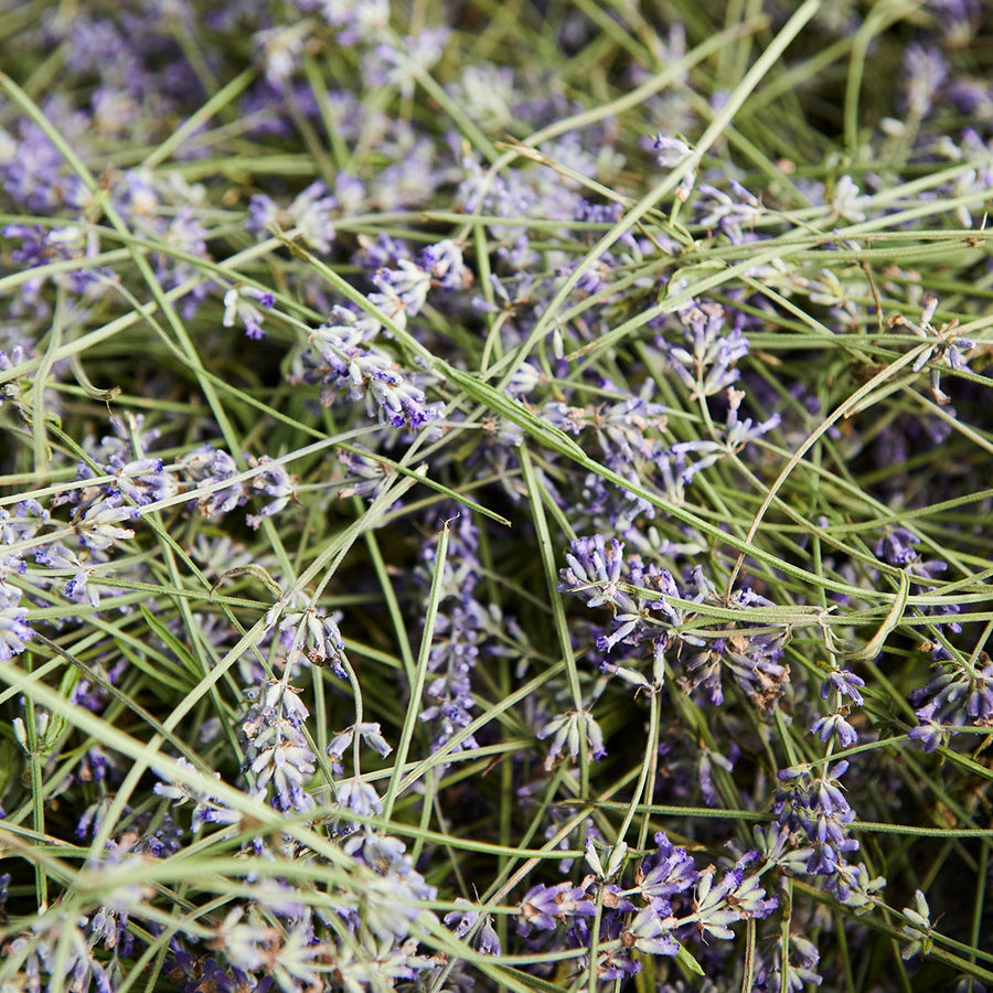 Lavendar