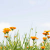 Calendula Botanical